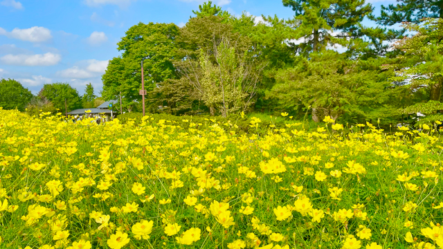 タチカワあたり｜昭和記念公園コスモス
