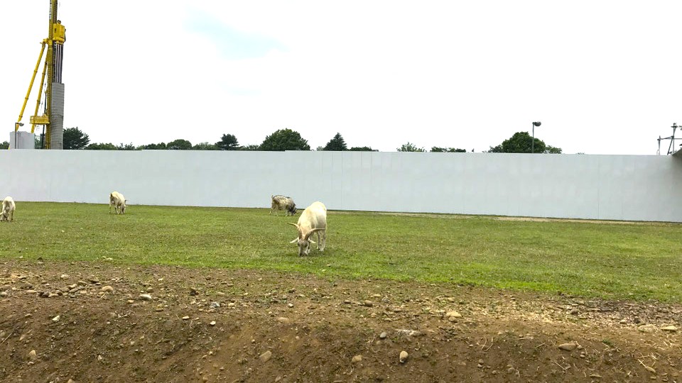 タチカワあたり|立川駅北口にいたヤギ