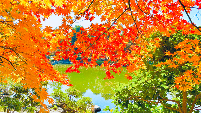 昭和記念公園日本庭園紅葉｜タチカワあたり