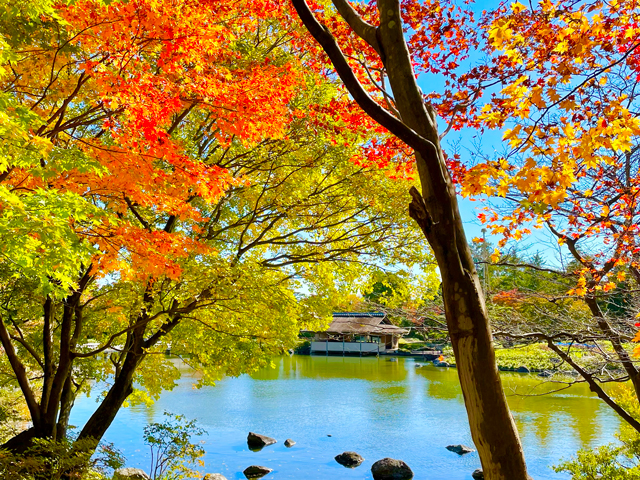 昭和記念公園日本庭園紅葉｜タチカワあたり