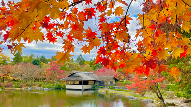 昭和記念公園日本庭園紅葉｜タチカワあたり